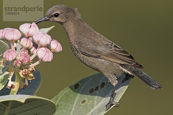 Glanznektarvogel (Nectarinia habessinica) auf einem Blatt eines blühenden Strauchs sitzend  Close-up