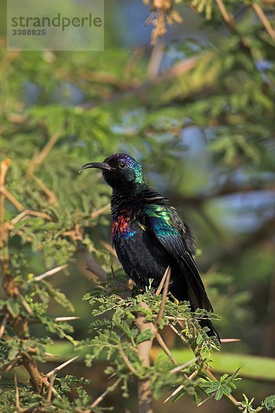 Glanznektarvogel (Nectarinia habessinica) auf einem Zweig sitzend  Seitenansicht