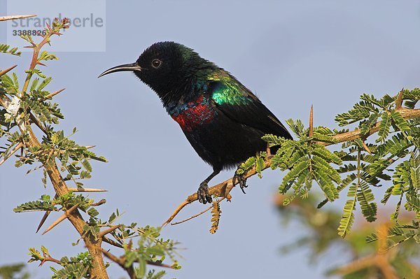 Glanznektarvogel (Nectarinia habessinica) auf einem Zweig sitzend  Seitenansicht