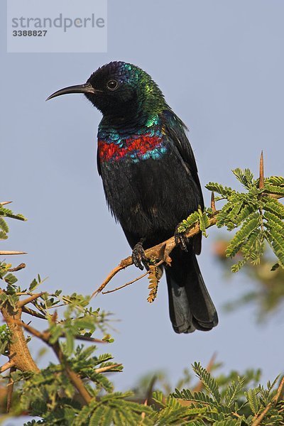 Glanznektarvogel (Nectarinia habessinica) auf einem Zweig sitzend  Flachwinkelansicht