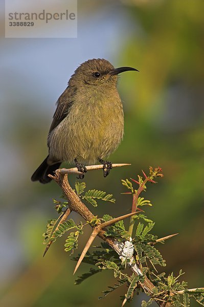 Glanznektarvogel (Nectarinia habessinica) auf einem Zweig sitzend  Close-up