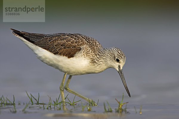 Grünschenkel (Tringa nebularia) im seichten Wasser  Seitenansicht