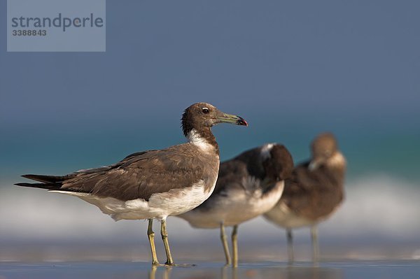 Hemprich-Möwen (Larus hemprichii) im seichten Wasser stehend  Seitenansicht