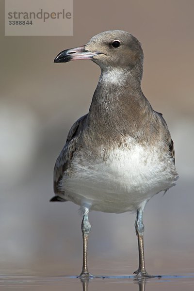 Hemprich-Möwe (Larus hemprichii) im seichten Wasser stehend  Close-up