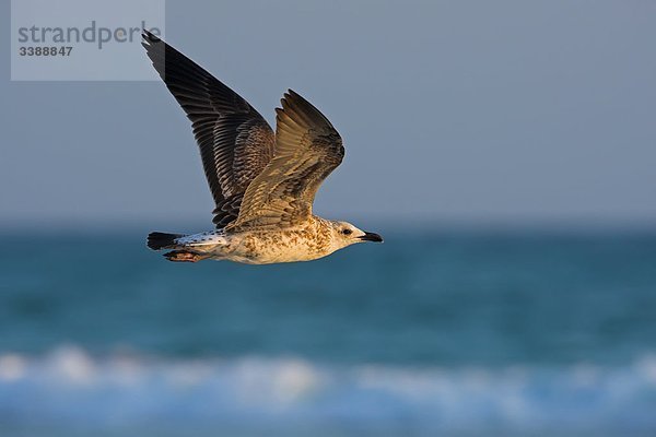 Hemprich-Möwe (Larus hemprichii) im Flug  Seitenansicht