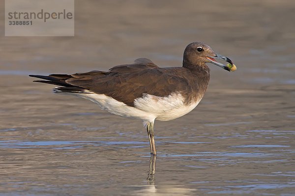 Hemprich-Möwe (Larus hemprichii) hält Muschel im Schnabel  Seitenansicht