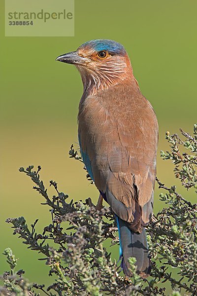 Hinduracke (Coracias benghalensis) auf einem Zweig hockend  Rückansicht