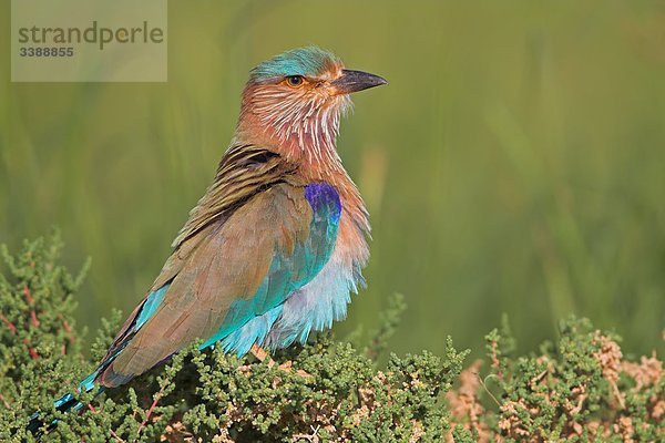 Hinduracke (Coracias benghalensis)  Seitenansicht