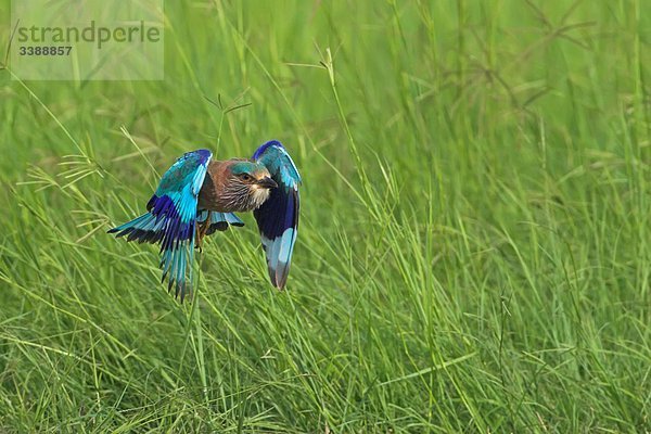 Hinduracke (Coracias benghalensis) fliegt über Gras