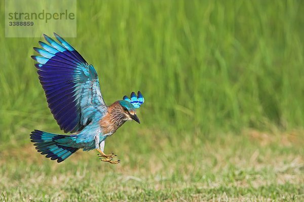 Hinduracke (Coracias benghalensis) landet im Gras  Seitenansicht