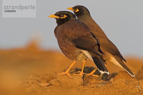 Zwei Hirtenmainas (Acridotheres tristis)  Seitenansicht