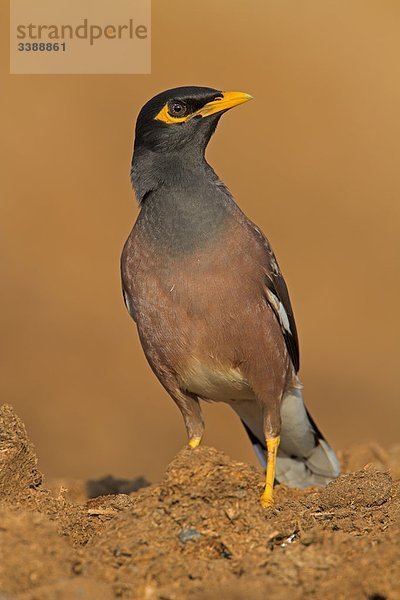 Hirtenmaina (Acridotheres tristis)