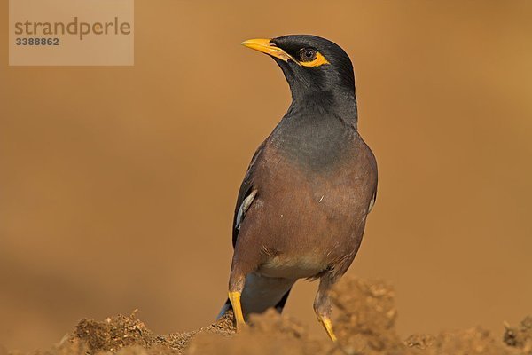 Hirtenmaina (Acridotheres tristis)