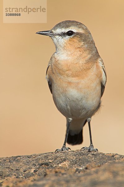 Isabell-Steinschmätzer (Oenanthe isabellina)  Close-up