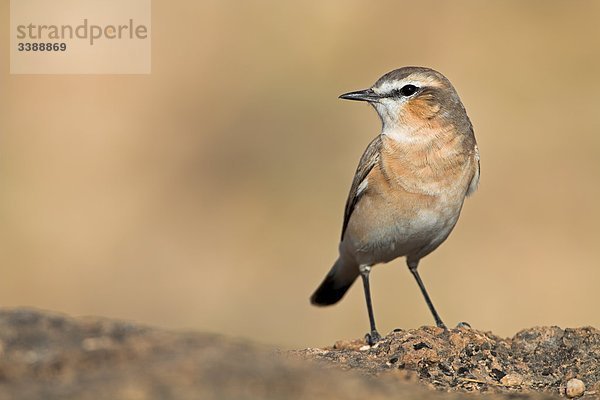 Isabell-Steinschmätzer (Oenanthe isabellina)