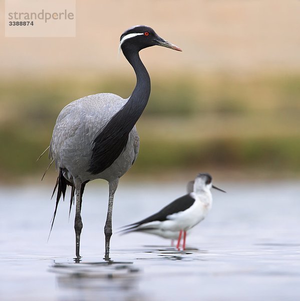 Jungfernkranich (Anthropoides virgo) und Stelzenläufer (Himantopus himantopus) im seichten Wasser stehend