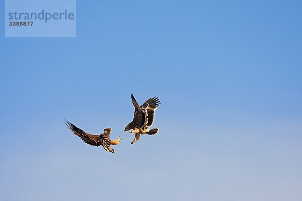Zwei Kaiseradler (Aquila heliaca) kämpfend im Flug  Flachwinkelansicht
