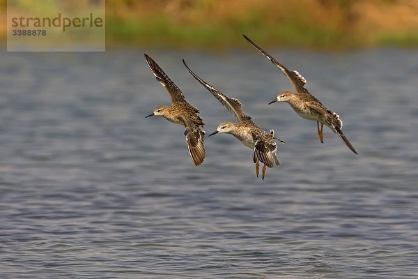 Drei Kampfläufer (Philomachus pugnax) beim landen auf dem Wasser  Seitenansicht