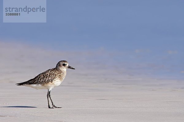 Kiebitzregenpfeifer (Pluvialis squatarola) am Strand  Seitenansicht