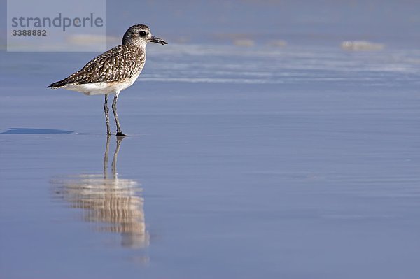 Kiebitzregenpfeifer (Pluvialis squatarola) im seichten Wasser stehend  Seitenansicht