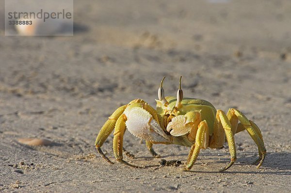 Krabbe am Strand  Close-up