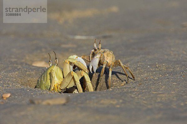 Zwei Krabben am Strand  Close-up