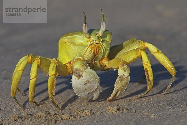 Krabbe am Strand  Close-up