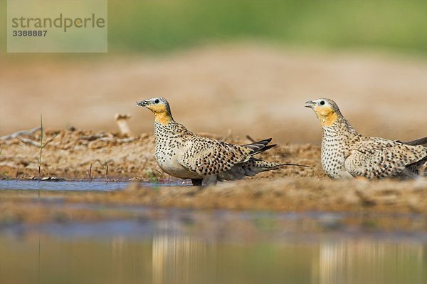 Zwei Kronenflughühner (Pterocles coronatus) an einem Ufer  Seitenansicht