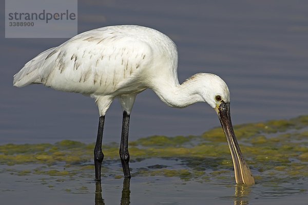 Löffelreiher (Platalea leucorodia) auf Nahrungssuche im seichten Wasser  Seitenansicht