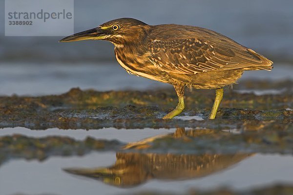 Rallenreiher (Ardeola ralloides) im Schlamm stehend  Seitenansicht