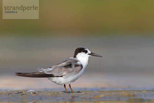 Orientseeschwalbe (Sterna saundersi) im Schlamm stehend  Seitenansicht