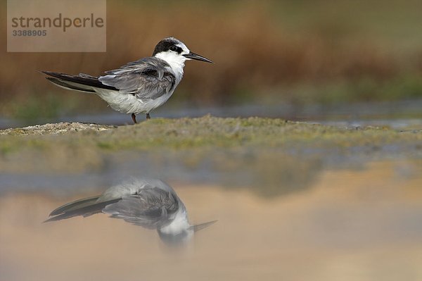 Orientseeschwalbe (Sterna saundersi) am Wasserrand  Seitenansicht