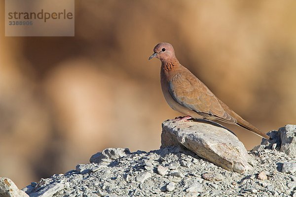 Palmtaube (Streptopelia senegalensis) auf einem Stein hockend  Seitenansicht