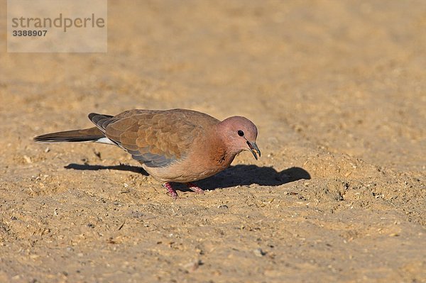 Palmtaube (Streptopelia senegalensis) fressend  Seitenansicht