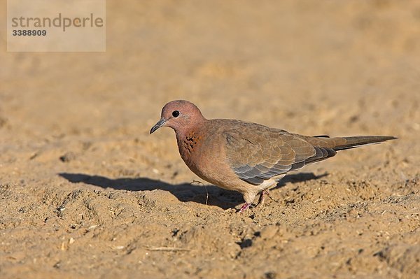 Palmtaube (Streptopelia senegalensis)  Seitenansicht