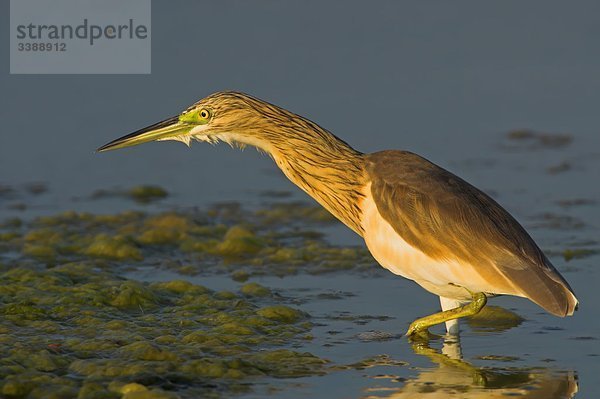 Rallenreiher (Ardeola ralloides) im seichten Wasser  Seitenansicht