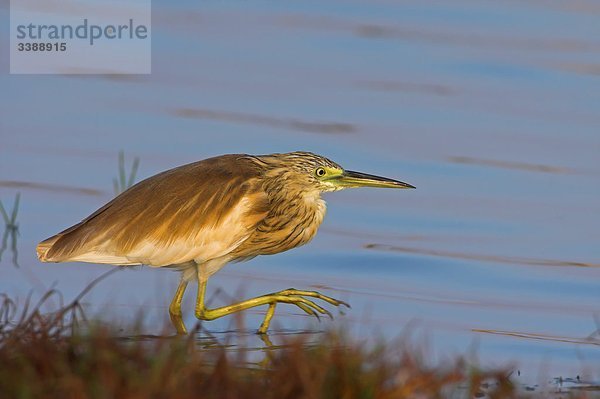 Rallenreiher (Ardeola ralloides) an einem Ufer  Seitenansicht