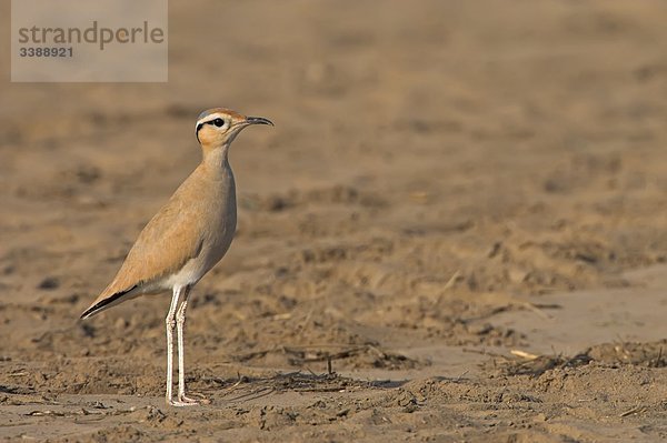 Rennvogel (Cursorius cursor)  Seitenansicht