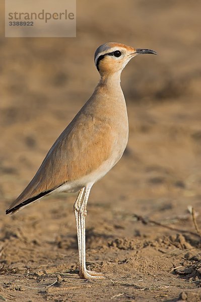 Rennvogel (Cursorius cursor)  Seitenansicht