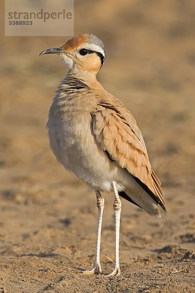 Rennvogel (Cursorius cursor)  Close-up