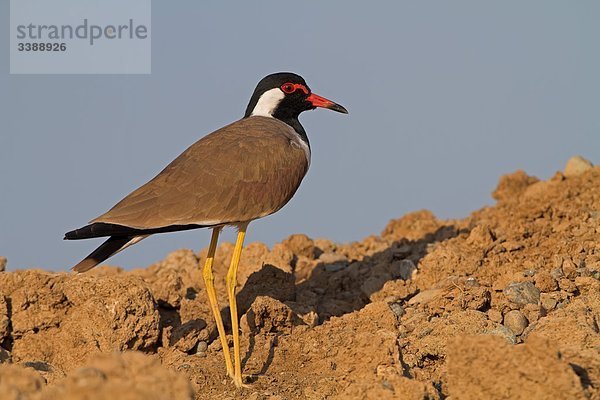 Rotlappenkiebitz (Vanellus indicus)  Seitenansicht