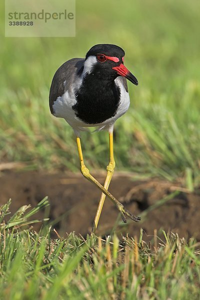 Rotlappenkiebitz (Vanellus indicus) im Gras stehend