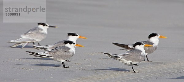 Rüppellseeschwalben (Sterna bengalensis)  Seitenansicht