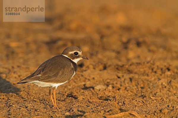 Sandregenpfeifer (Charadrius hiaticula)  Seitenansicht