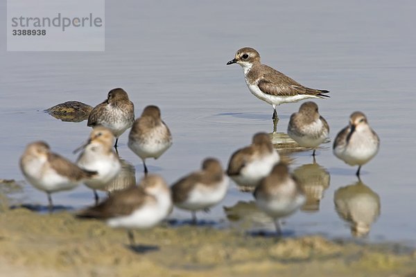 Sandregenpfeifer (Charadrius hiaticula) und Alpenstrandläufer (Calidris alpina) an einem Ufer