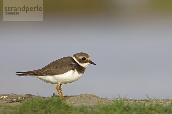 Sandregenpfeifer (Charadrius hiaticula)  Seitenansicht