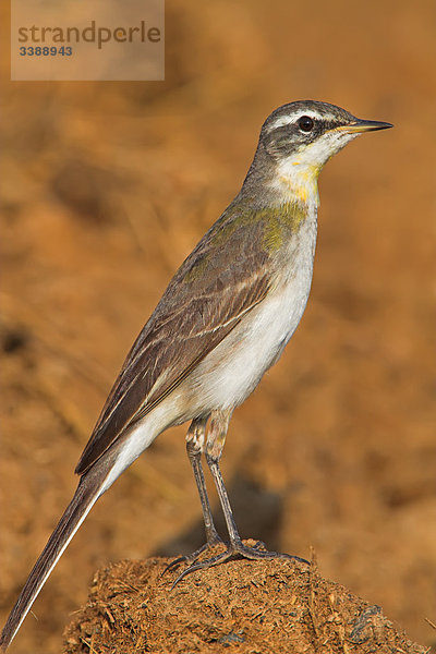 Schafstelze (Motacilla flava)  Seitenansicht