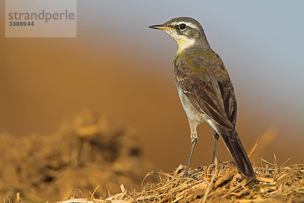 Schafstelze (Motacilla flava) auf Stroh stehend  Close-up