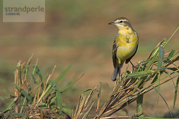 Schafstelze (Motacilla flava) auf einem Zweig sitzend  Close-up