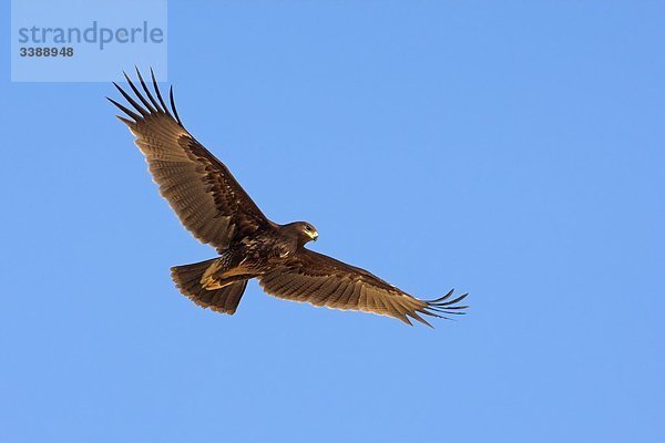 Schelladler (Aquila clanga) im Flug vor blauem Himmel